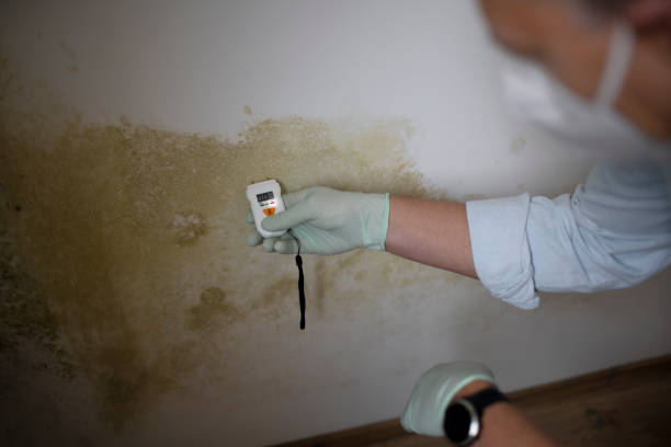 Why You Should Choose Our Mold Remediation Services in Goshen, AR